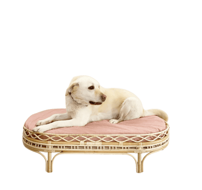 White dog resting on a pink cushion of a stylish bohemian Frankie rattan dog bed.